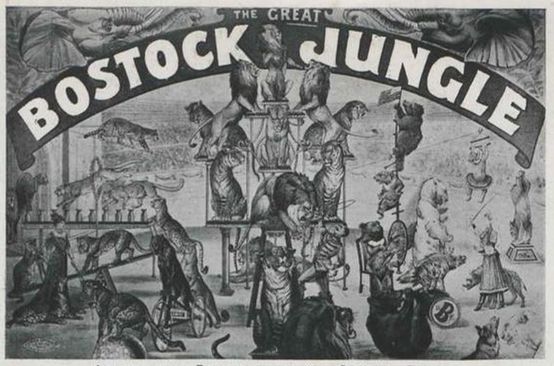 An advertisement for Bostock's show